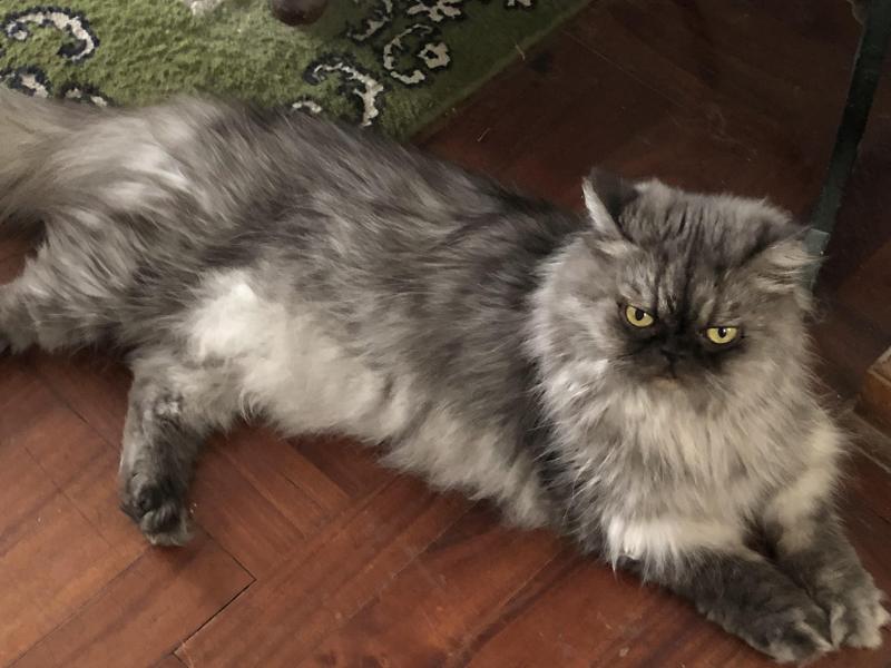 luzcas1106 uploaded   9  day/s  ago