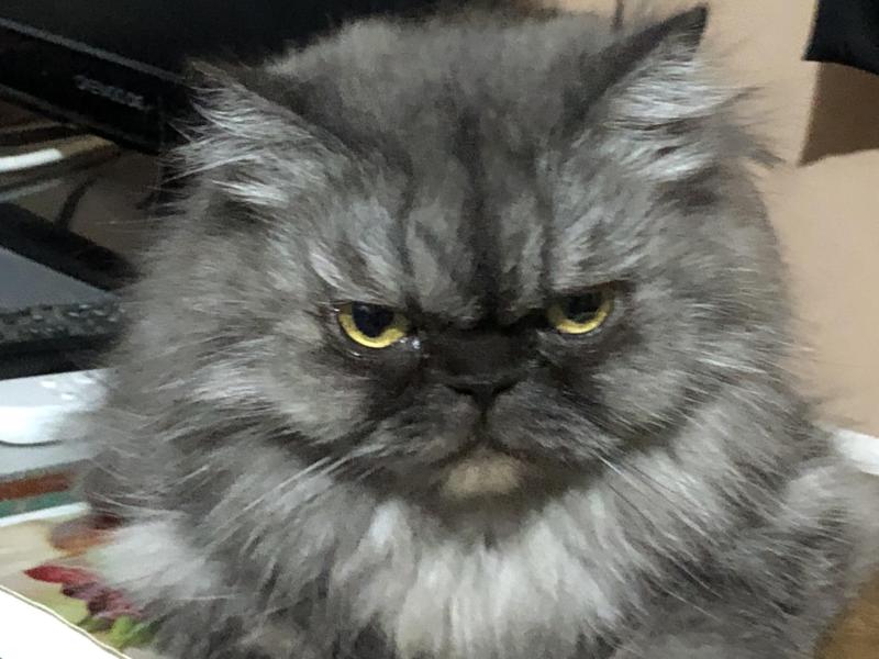 luzcas1106 uploaded   34  day/s  ago