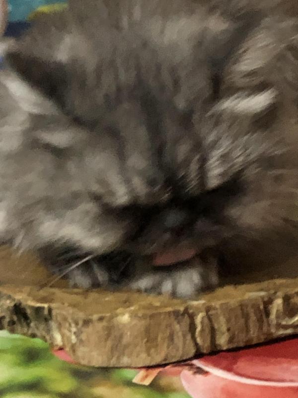 luzcas1106 uploaded   34  day/s  ago