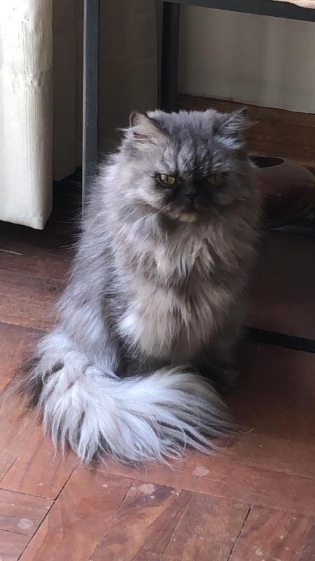 luzcas1106 uploaded   34  day/s  ago