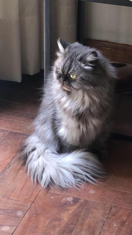 luzcas1106 uploaded   34  day/s  ago