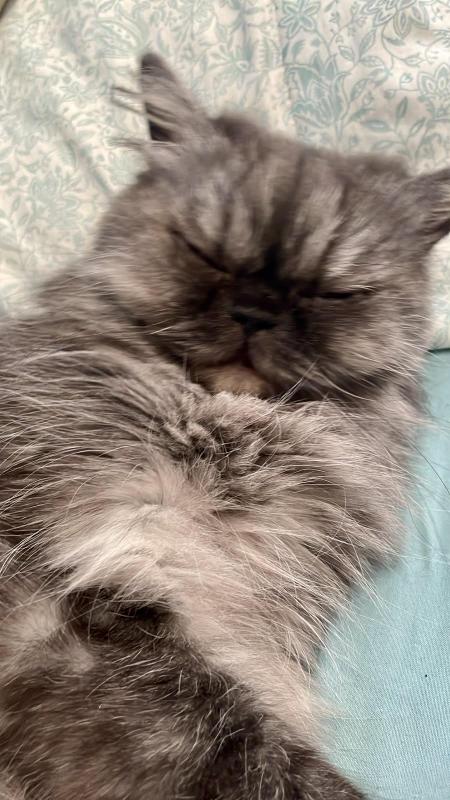 luzcas1106 uploaded   17  day/s  ago