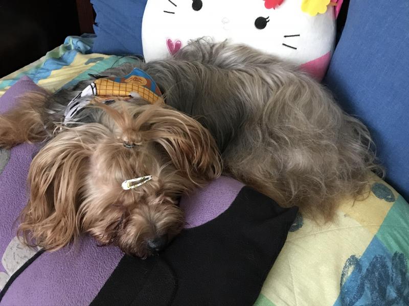 luzcas1106 uploaded   198  day/s  ago