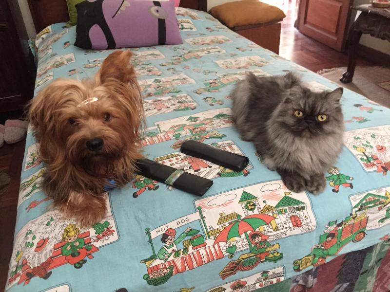 luzcas1106 uploaded   1 year/s ago