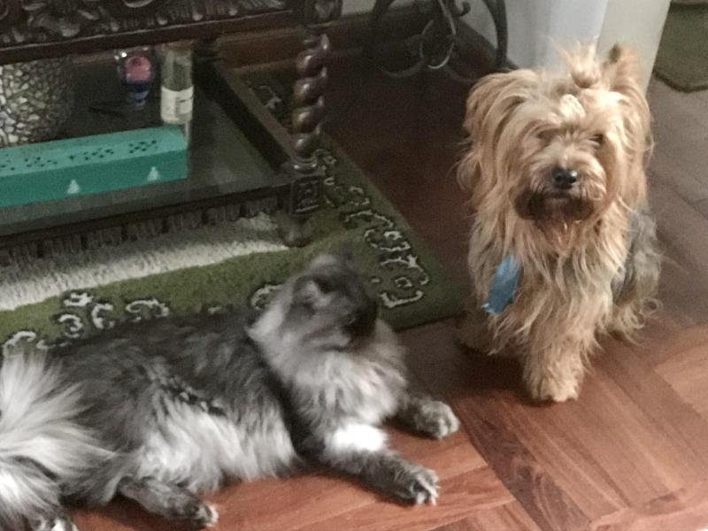 luzcas1106 uploaded   346  day/s  ago