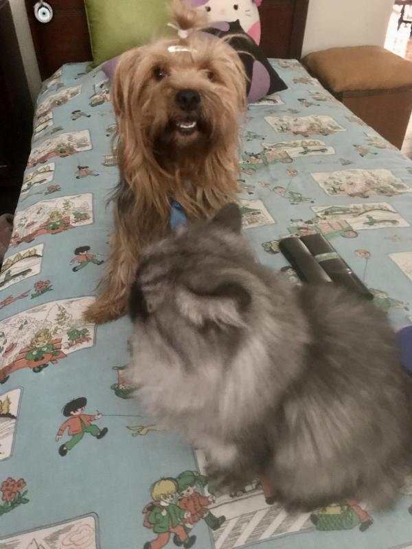 luzcas1106 uploaded   346  day/s  ago