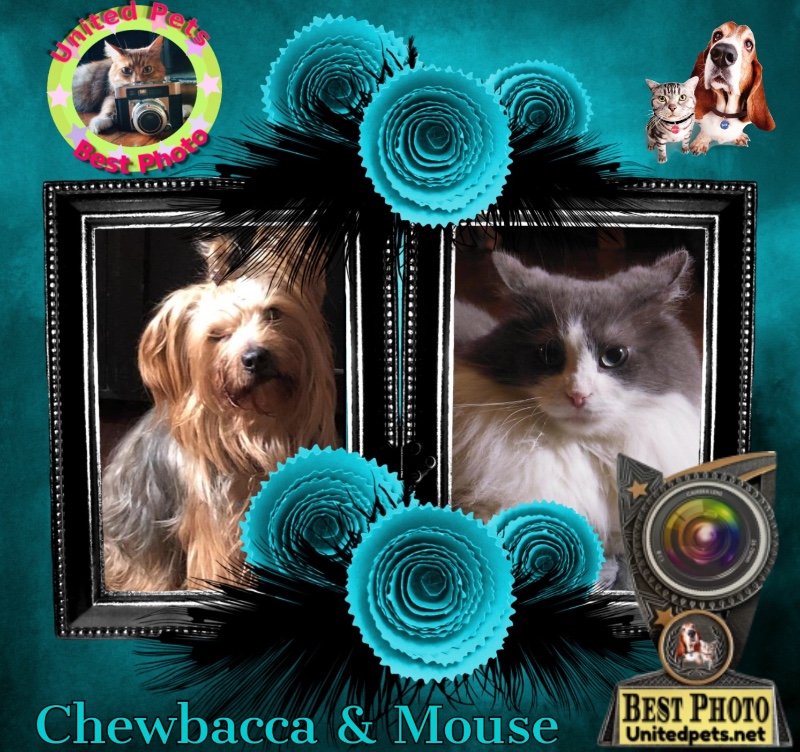 Chewbacca of the luzcas1106 family