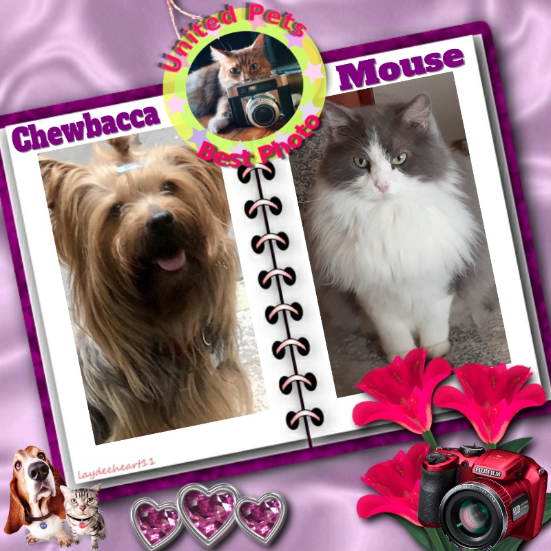 Chewbacca of the luzcas1106 family