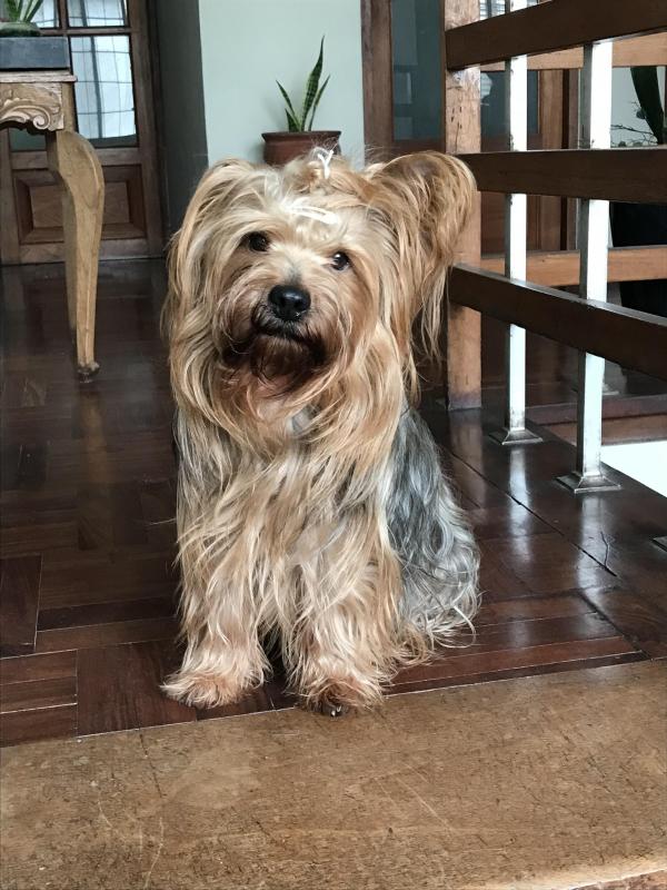 luzcas1106 uploaded   99  day/s  ago