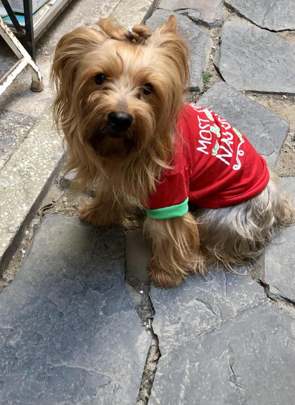 Chewbacca of the luzcas1106 family