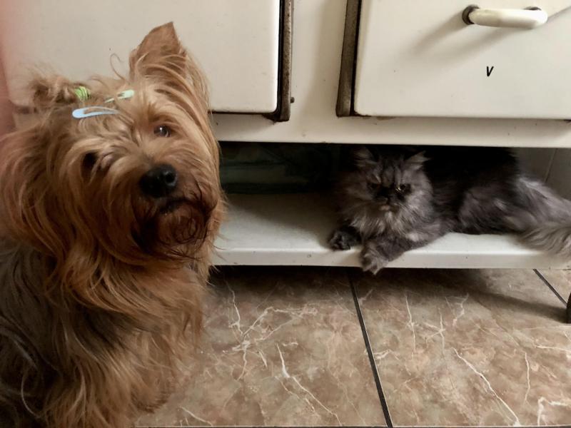 Chewbacca of the luzcas1106 family