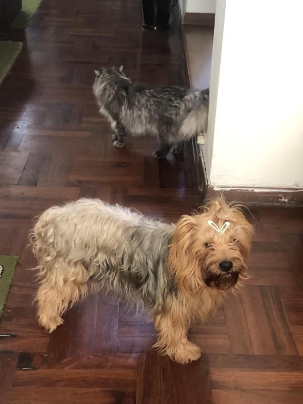 luzcas1106 uploaded   2  day/s  ago