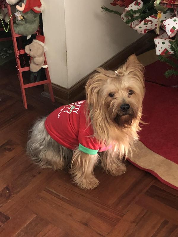 Chewbacca of the luzcas1106 family