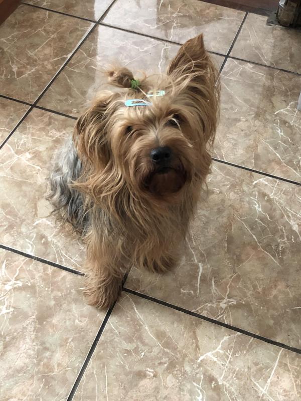 Chewbacca of the luzcas1106 family