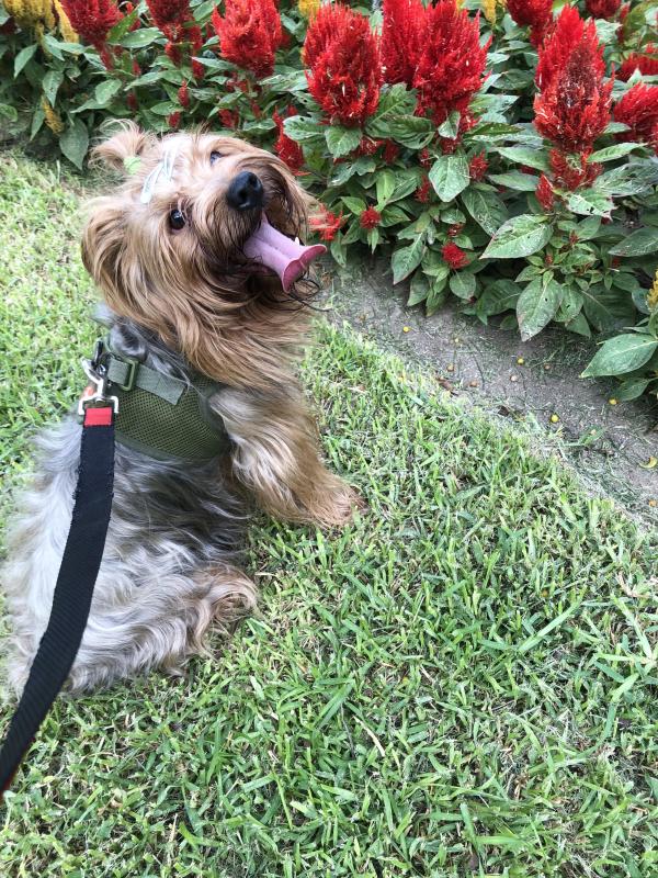 Chewbacca of the luzcas1106 family