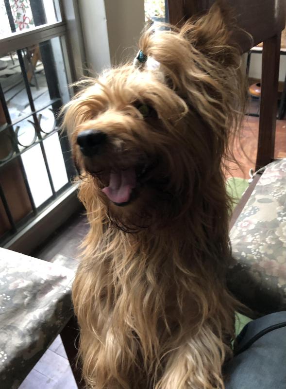 Chewbacca of the luzcas1106 family