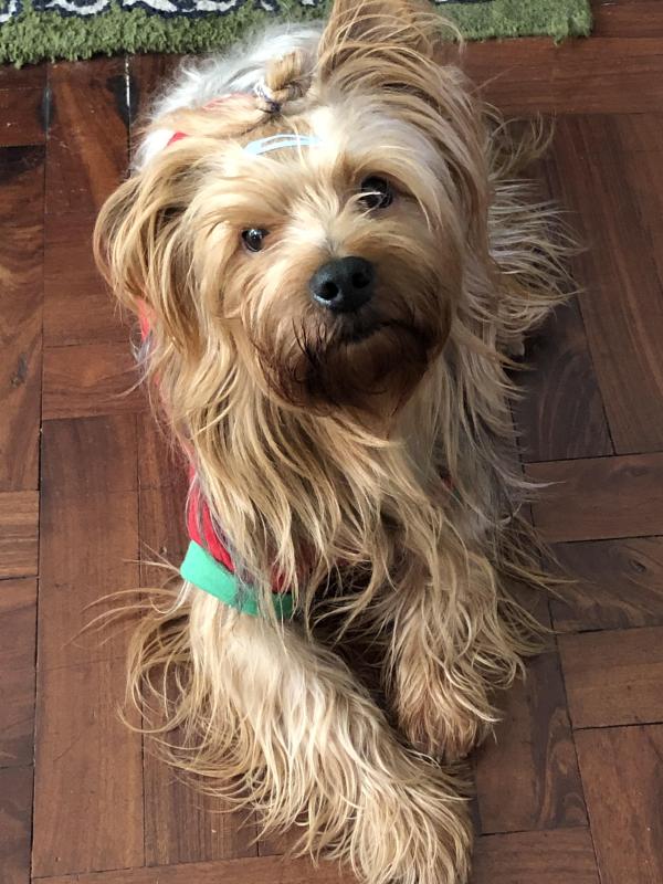 Chewbacca of the luzcas1106 family