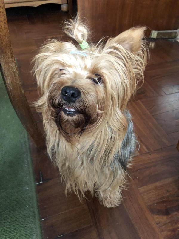 Chewbacca of the luzcas1106 family