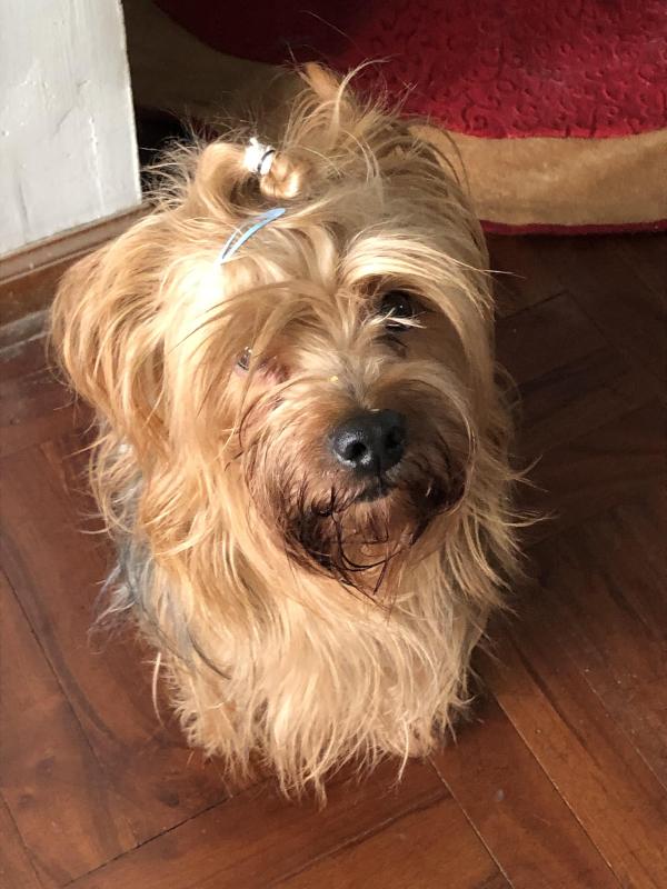 Chewbacca of the luzcas1106 family