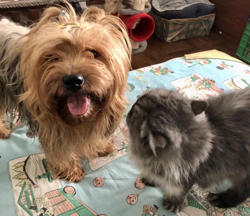 luzcas1106 uploaded   2  day/s  ago