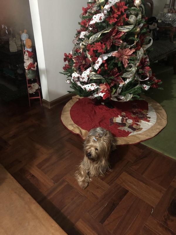 luzcas1106 uploaded   147  day/s  ago