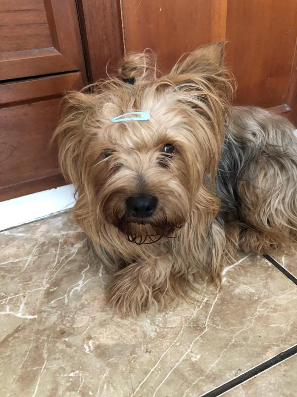 Chewbacca of the luzcas1106 family