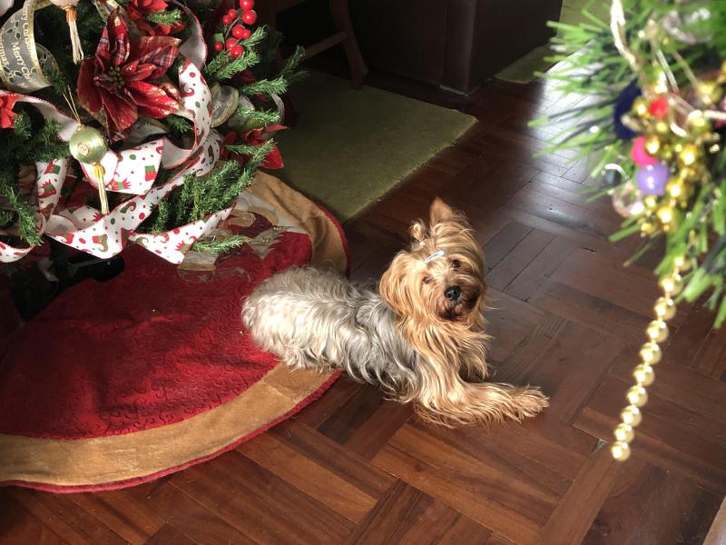 Chewbacca of the luzcas1106 family