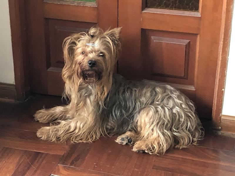 Chewbacca of the luzcas1106 family