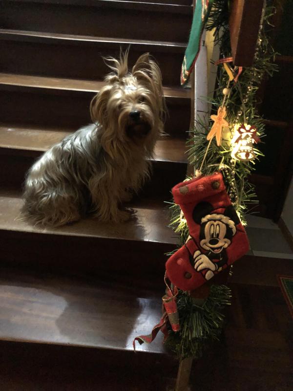 Chewbacca of the luzcas1106 family