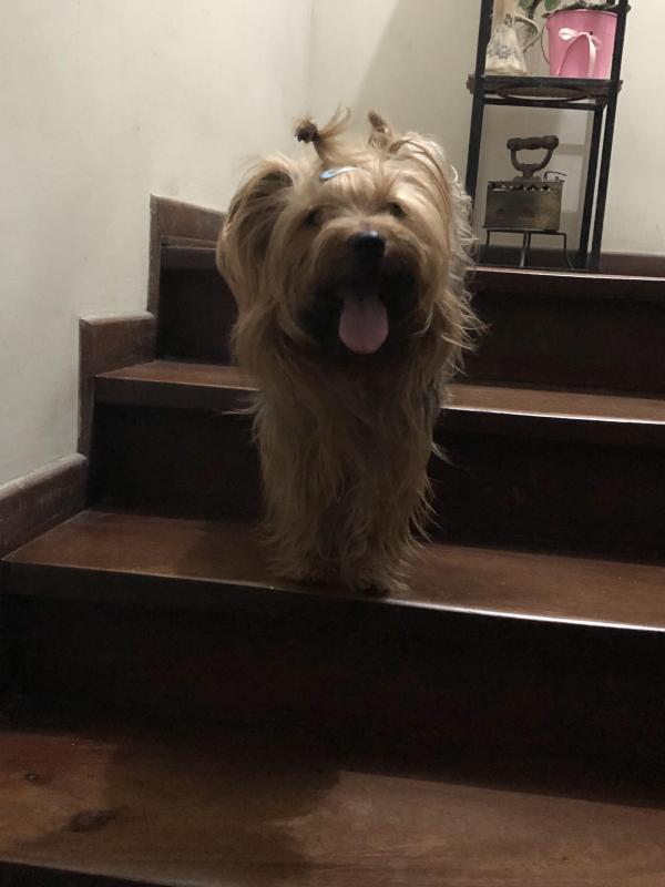 Chewbacca of the luzcas1106 family