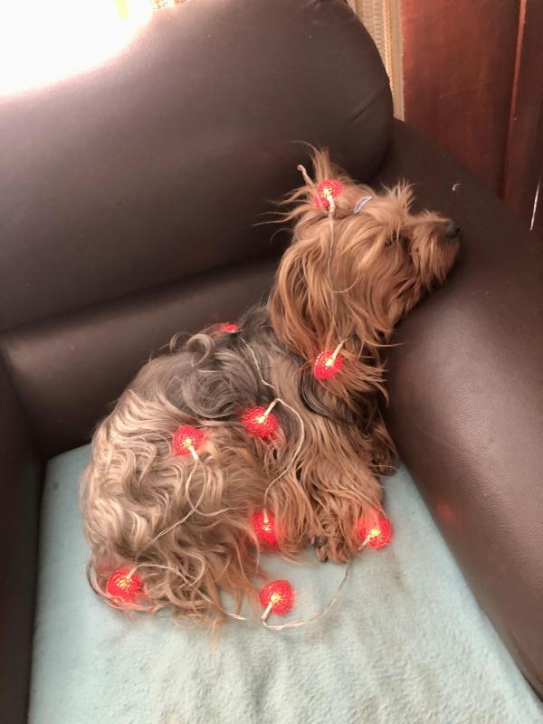 Chewbacca of the luzcas1106 family