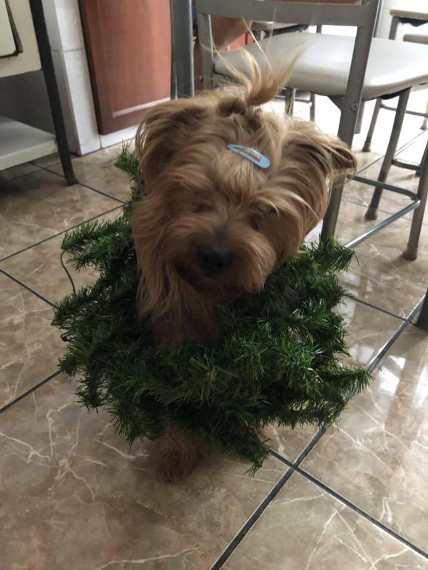 Chewbacca of the luzcas1106 family