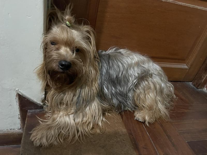 Chewbacca of the luzcas1106 family