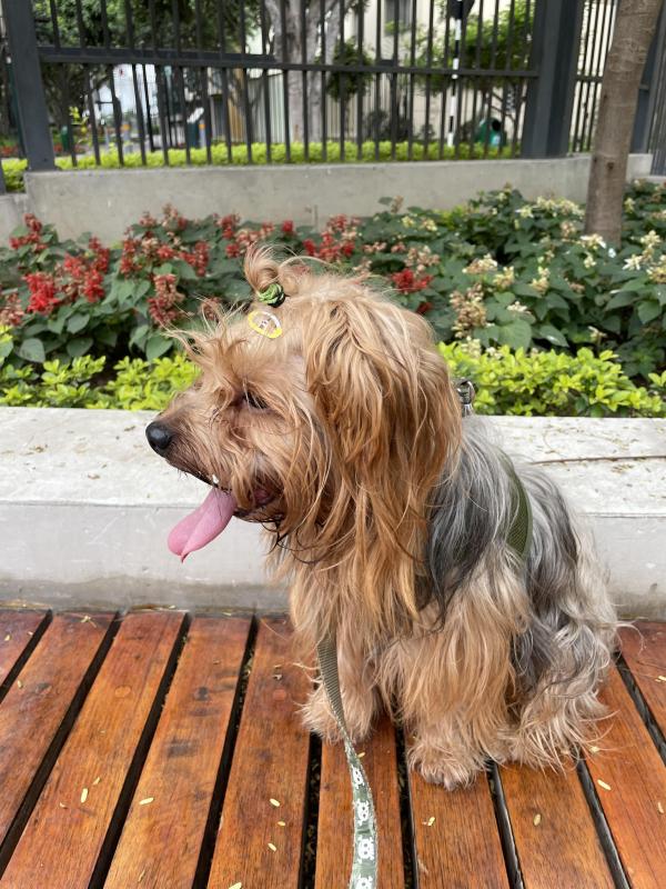 Chewbacca of the luzcas1106 family