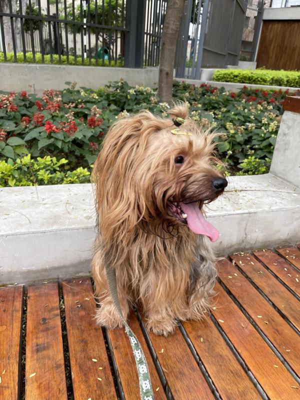 Chewbacca of the luzcas1106 family