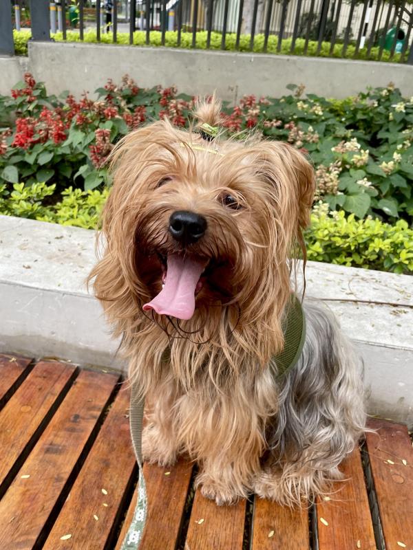Chewbacca of the luzcas1106 family