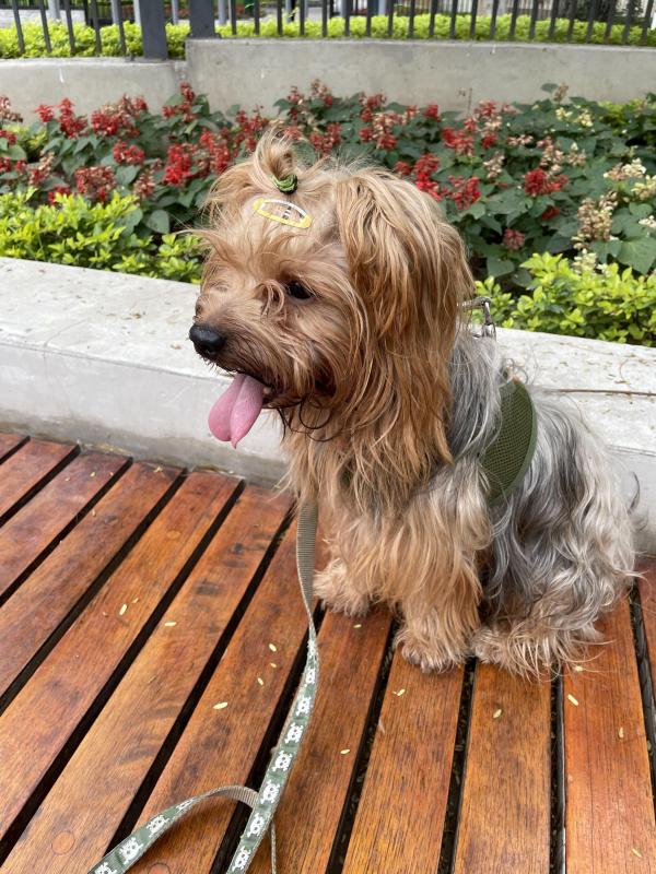 Chewbacca of the luzcas1106 family