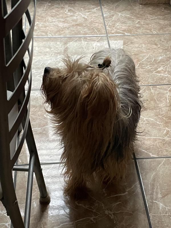 Chewbacca(luzcas1106)