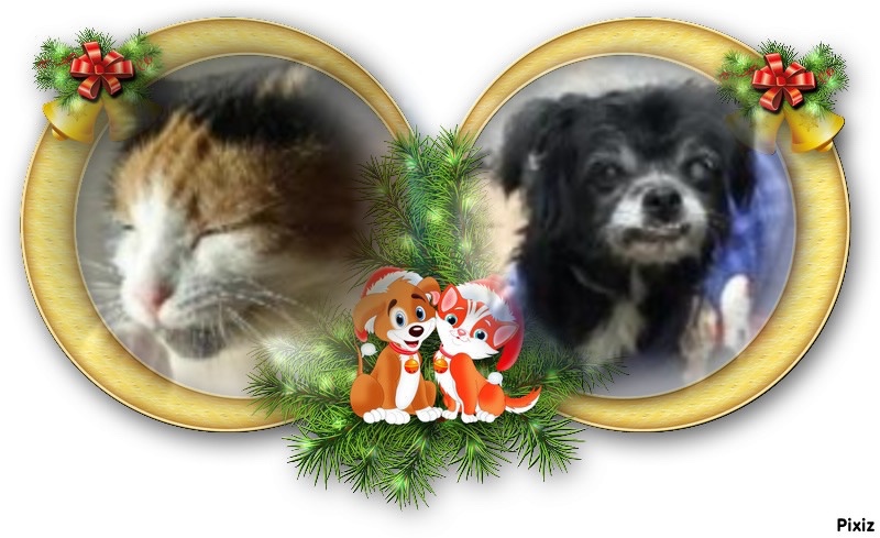 Aninha of the luzcas1106 family