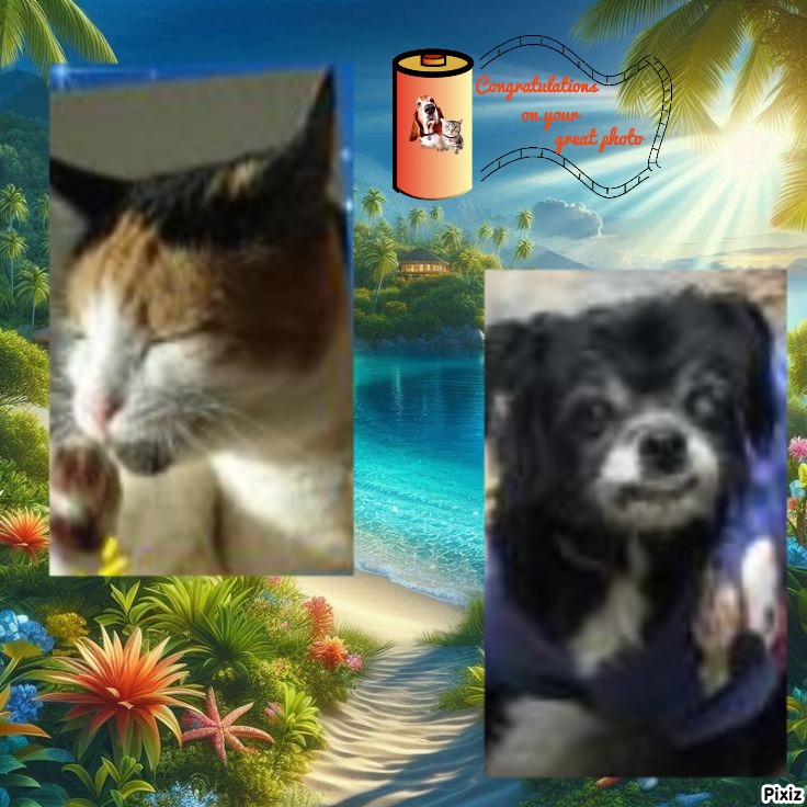 Aninha of the luzcas1106 family