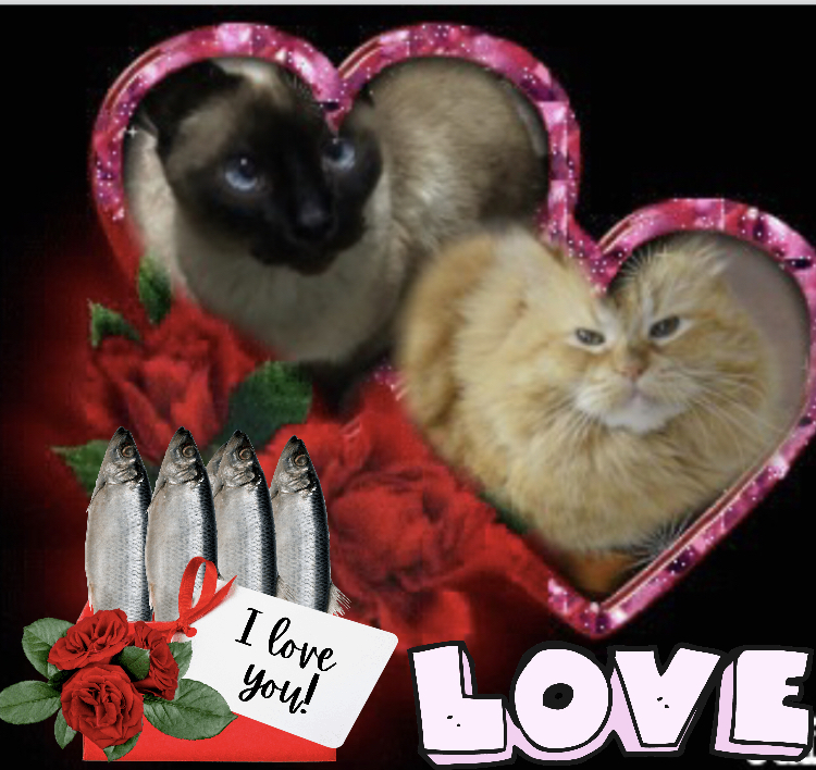 Cucho of the luzcas1106 family