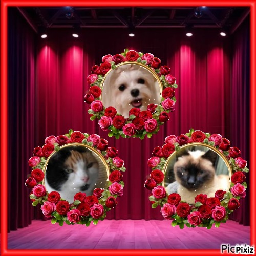 Cucho of the luzcas1106 family