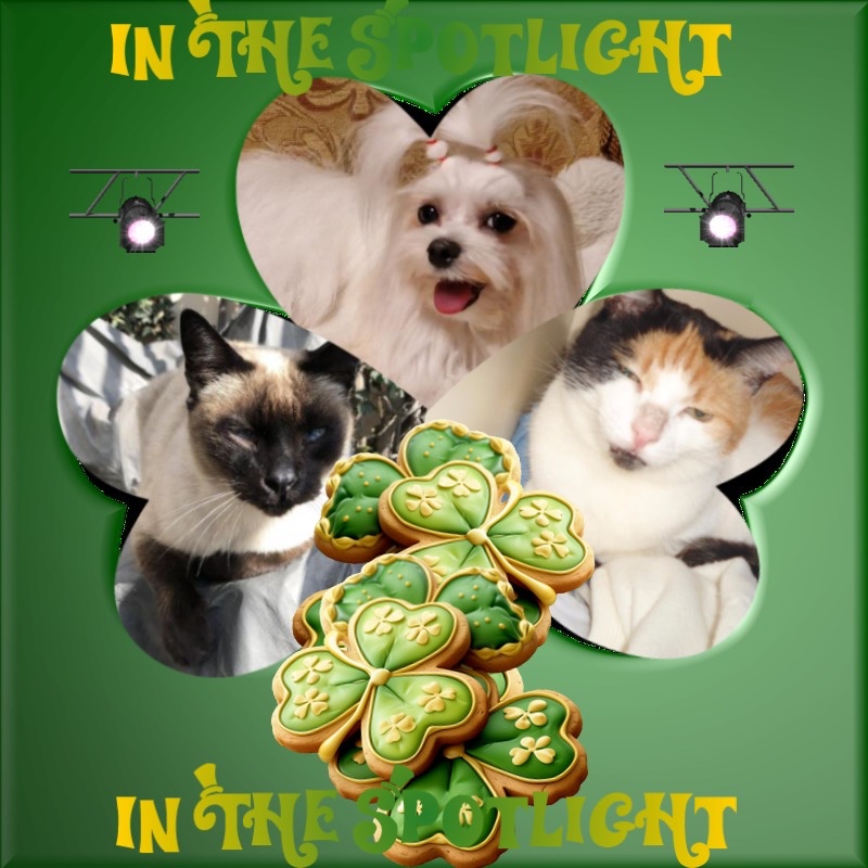 Cucho of the luzcas1106 family