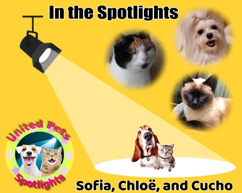 Cucho of the luzcas1106 family