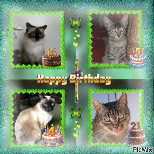 Cucho of the luzcas1106 family