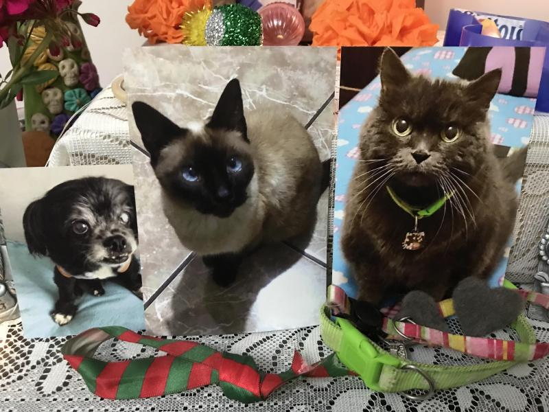 Cucho of the luzcas1106 family