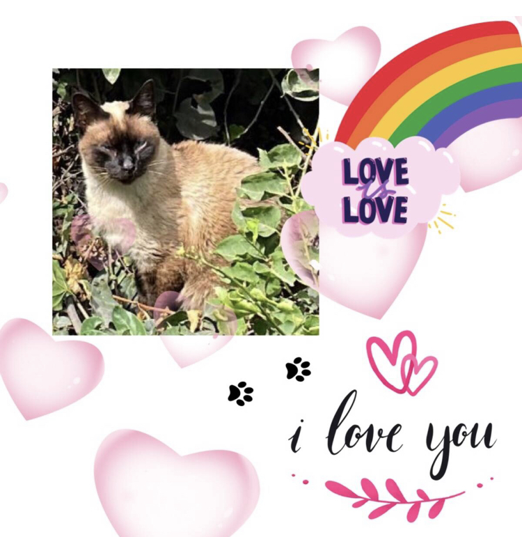 Cucho of the luzcas1106 family