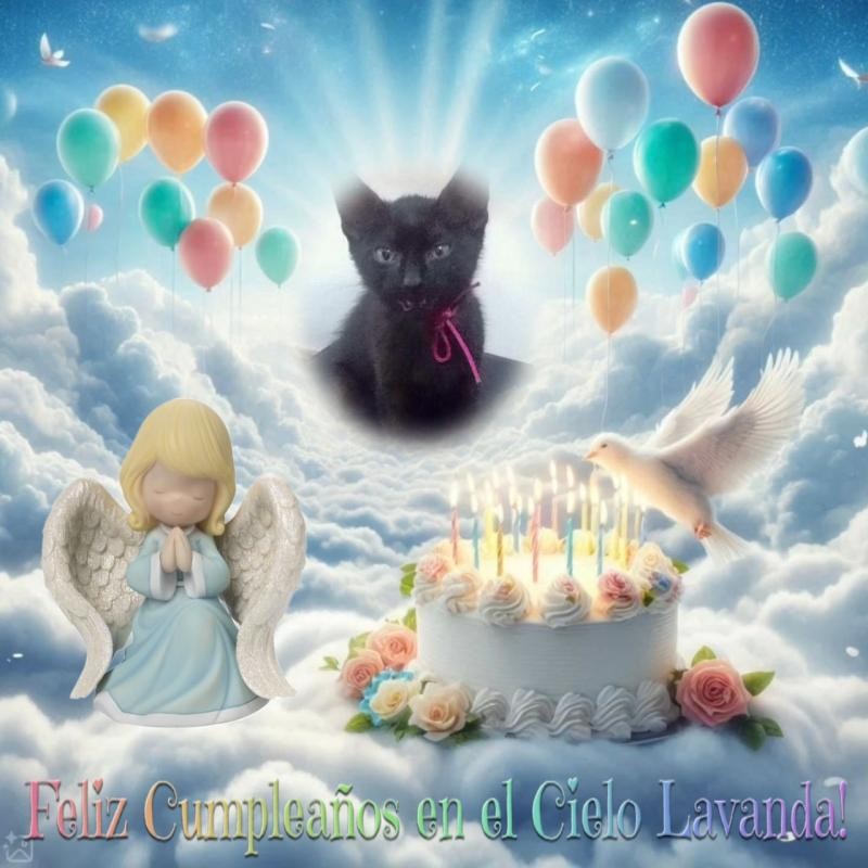 Lavanda of the luzcas1106 family