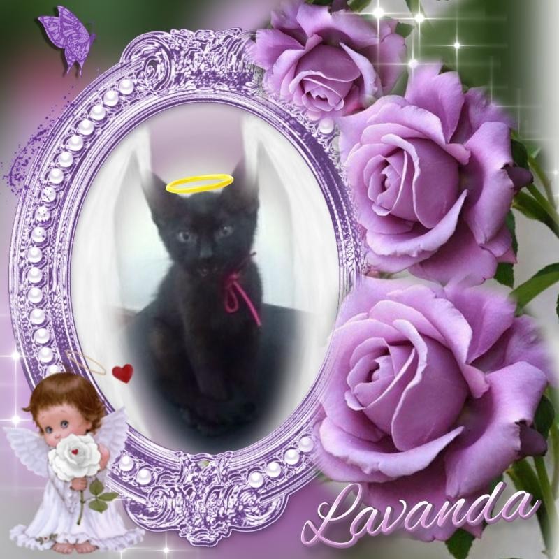 luzcas1106 uploaded   91  day/s  ago