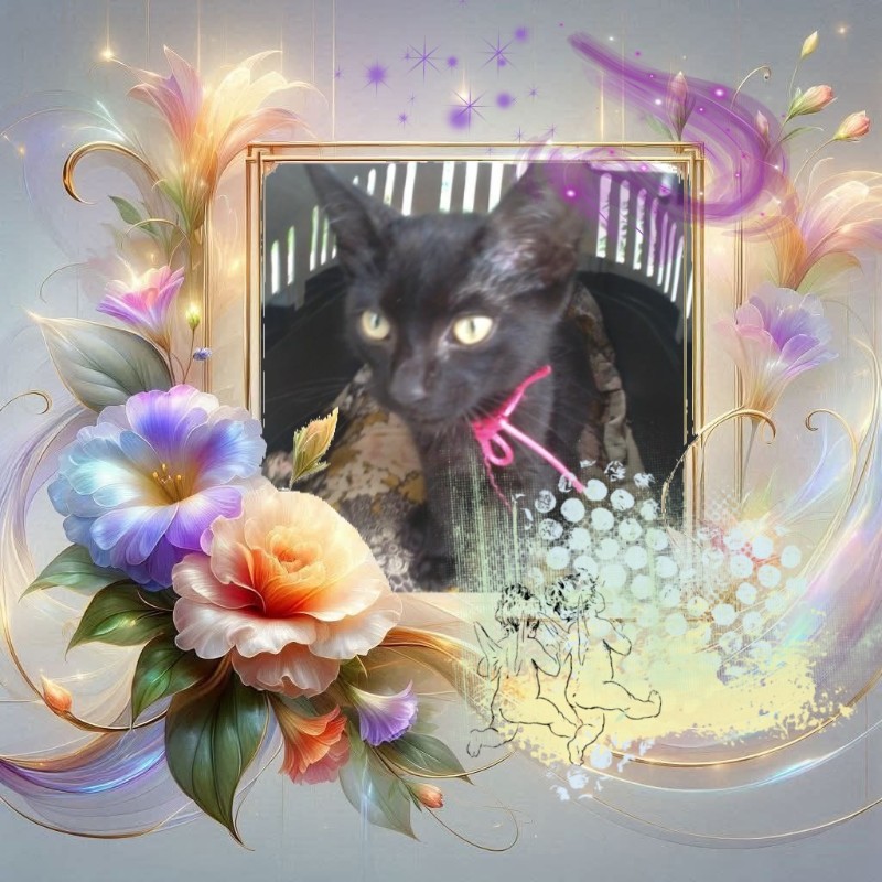 Lavanda of the luzcas1106 family